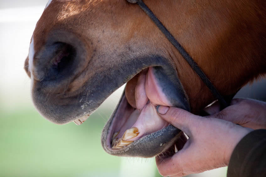 Horse Dental